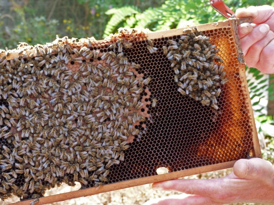 Bienen 2