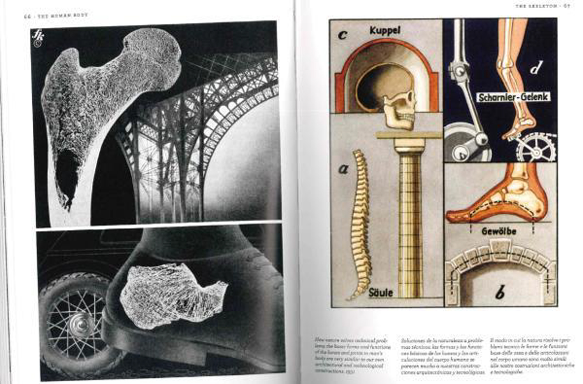 Firtz Kahn Knochengeruest