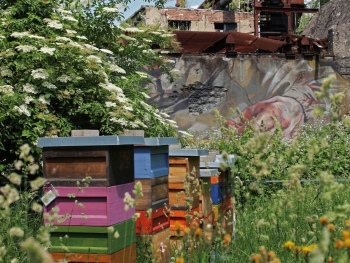 preview PARADIES Bienen Case Querformat